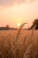Fototapeta premium wheat field at sunset