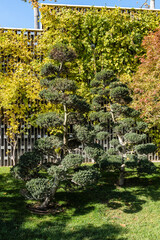 Public landscape city park of Krasnodar for walking and recreation. Nivaki-style tree Ilex Crenata Bonsai (Japanese holly bonsai) against decorative wall. Stylized Japanese courtyard. Galician park