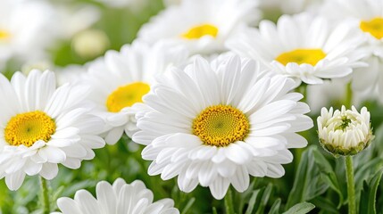 Fototapeta premium White daisy flowers bloom brightly in a sunny green garden during a spring day.