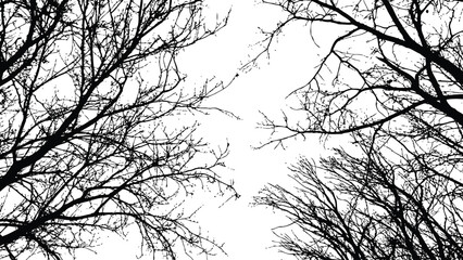 Realistic natural tree bare branches silhouette on a white background. Vector image of autumn trees branch. Vector illustration, abstract nature background in high resolution black and white.