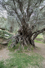 Old picturesque olive tree in Budva in Montenegro. High quality photo