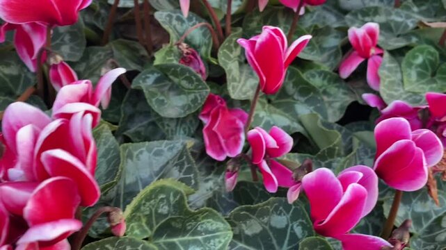 Pink Cyclamen flowers blooming in a garden, featuring delicate petals and lush greenery.  
