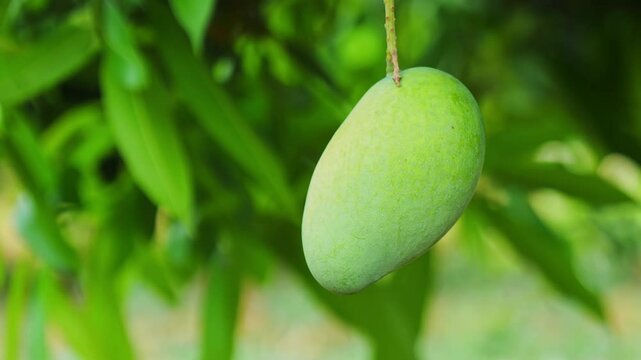 Raw mango hanging on tree Swinging due to wind with mango Leaves in the background, day time, close up, stable shot, 4k.