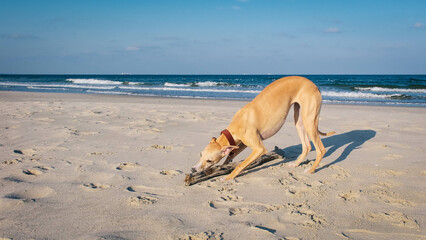 Whippet at the beach 4
