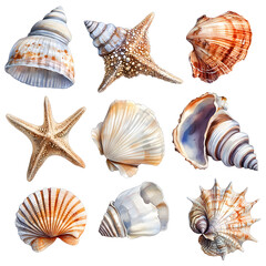 Sea shells and starfish set in watercolor on background