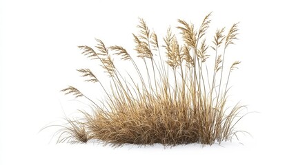 Obraz premium Grass tufts grow in a coastal area with sandy soil under clear skies during midday hours in a natural setting