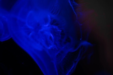 Glowing Jellyfish in the Dark Depths of the Ocean