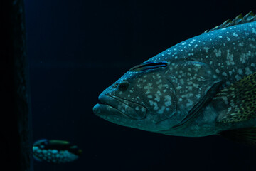 Large Grouper with Cleaner Fish in the Depths of the Ocean
