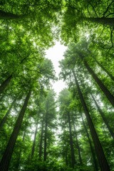 Naklejka premium Isolated Deep Green Forest Background