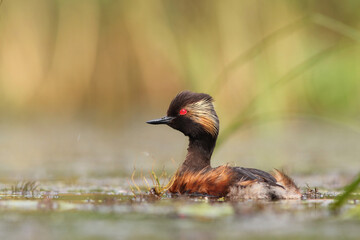 Perkoz zausznik, zausznik, (Podiceps nigricollis), black-necked grebe