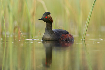 Perkoz zausznik, zausznik, (Podiceps nigricollis), black-necked grebe