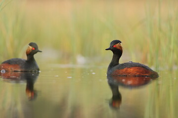 Perkoz zausznik, zausznik, (Podiceps nigricollis), black-necked grebe © Bartosz Rakoczy