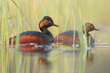 Perkoz zausznik, zausznik, (Podiceps nigricollis), black-necked grebe © Bartosz Rakoczy