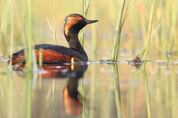 Perkoz zausznik, zausznik, (Podiceps nigricollis), black-necked grebe © Bartosz Rakoczy