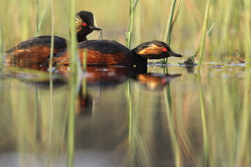 Perkoz zausznik, zausznik, (Podiceps nigricollis), black-necked grebe © Bartosz Rakoczy
