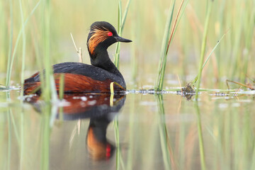 Perkoz zausznik, zausznik, (Podiceps nigricollis), black-necked grebe © Bartosz Rakoczy
