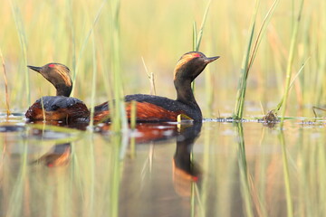 Perkoz zausznik, zausznik, (Podiceps nigricollis), black-necked grebe © Bartosz Rakoczy