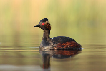 Perkoz zausznik, zausznik, (Podiceps nigricollis), black-necked grebe © Bartosz Rakoczy