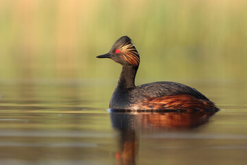Perkoz zausznik, zausznik, (Podiceps nigricollis), black-necked grebe © Bartosz Rakoczy