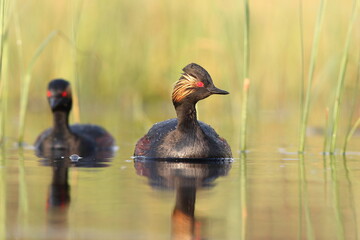 Perkoz zausznik, zausznik, (Podiceps nigricollis), black-necked grebe © Bartosz Rakoczy