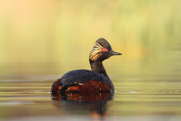 Perkoz zausznik, zausznik, (Podiceps nigricollis), black-necked grebe © Bartosz Rakoczy