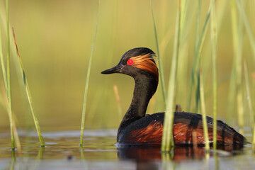 Perkoz zausznik, zausznik, (Podiceps nigricollis), black-necked grebe © Bartosz Rakoczy