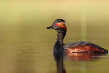 Perkoz zausznik, zausznik, (Podiceps nigricollis), black-necked grebe © Bartosz Rakoczy