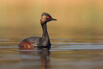 Perkoz zausznik, zausznik, (Podiceps nigricollis), black-necked grebe