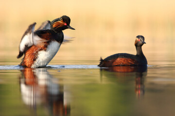 Perkoz zausznik, zausznik, (Podiceps nigricollis), black-necked grebe © Bartosz Rakoczy