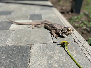 A lizard on a stone near a flower awaits its prey