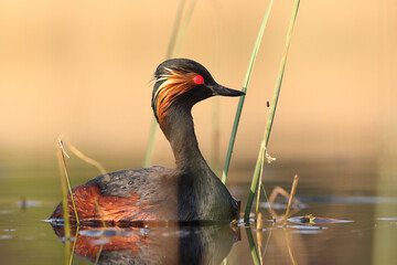 Perkoz zausznik, zausznik, (Podiceps nigricollis), black-necked grebe © Bartosz Rakoczy