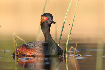 Perkoz zausznik, zausznik, (Podiceps nigricollis), black-necked grebe © Bartosz Rakoczy