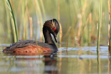 Perkoz zausznik, zausznik, (Podiceps nigricollis), black-necked grebe © Bartosz Rakoczy