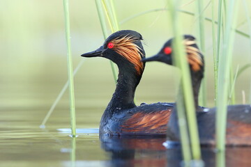 Perkoz zausznik, zausznik, (Podiceps nigricollis), black-necked grebe © Bartosz Rakoczy