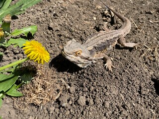 Lizard crept up to the flower