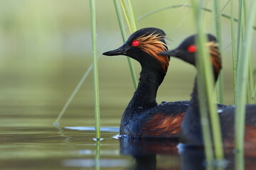 Perkoz zausznik, zausznik, (Podiceps nigricollis), black-necked grebe © Bartosz Rakoczy
