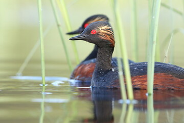 Perkoz zausznik, zausznik, (Podiceps nigricollis), black-necked grebe © Bartosz Rakoczy