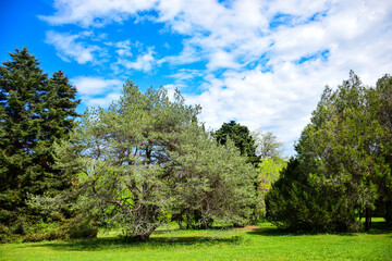 Green trees with green grass on the meadow on sunny blue sky background