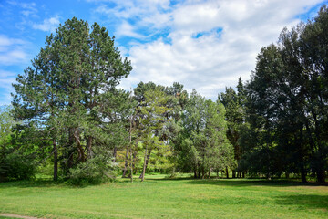 Green trees with green grass on the meadow on sunny blue sky background