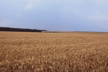 Beautiful landscape with a field of golden ripe wheat and blue sky with clouds