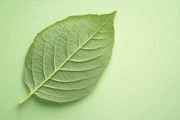 Obraz premium Close-up view of a single green leaf with intricate veins against a soft green background, showcasing nature's detail and symmetry.