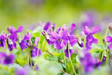 purple flowers in the garden