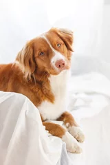 A beautiful Nova Scotia Duck Tolling Retriever with warm amber eyes and a soft reddish coat lounges on a white bed. The dog gazes gently, creating a cozy and serene atmosphere. © ANASTASIA