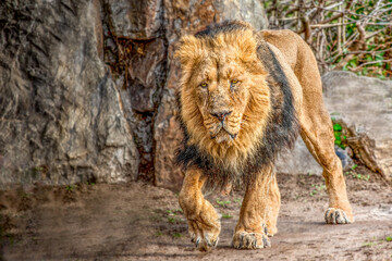 Majestic Lion Walking on Dirt Path with Rocky Background, Intense Gaze Captivating