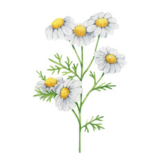 Chamomile herb stem with flowers and leaves watercolor illustration element. Hand drawn Matricaria chamomilla medicinal organic natural plant on white background. Vintage style chamomile illustration