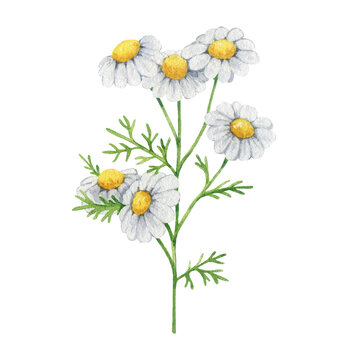 Chamomile herb stem with flowers and leaves watercolor illustration element. Hand drawn Matricaria chamomilla medicinal organic natural plant on white background. Vintage style chamomile illustration