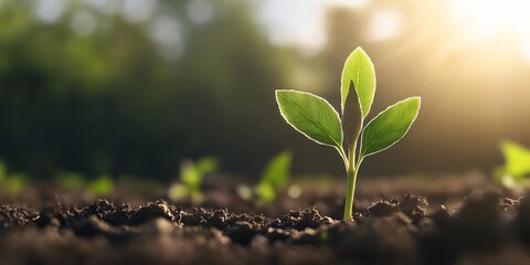 Young sprout growing in soil, sunrise background, new life concept
