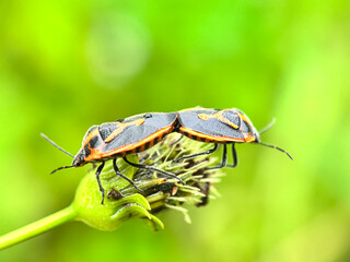 The two-spotted bed bug (Perillus bioculatus), macro shot mating bug on leaves