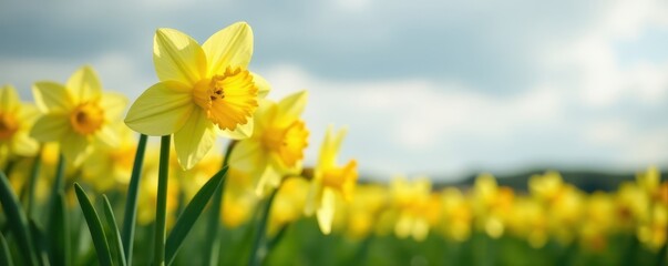 Obraz premium Close-up of fresh narcissus blossoms against a gray sky backdrop Farmland setting , image, flower, petal