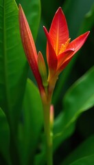 Close-up of red and green kangaroo paw flower on green leafy background, color, garden, blossom